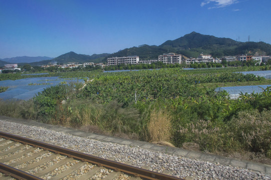 铁路沿线乡村香蕉园