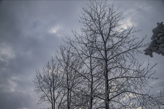 雪后