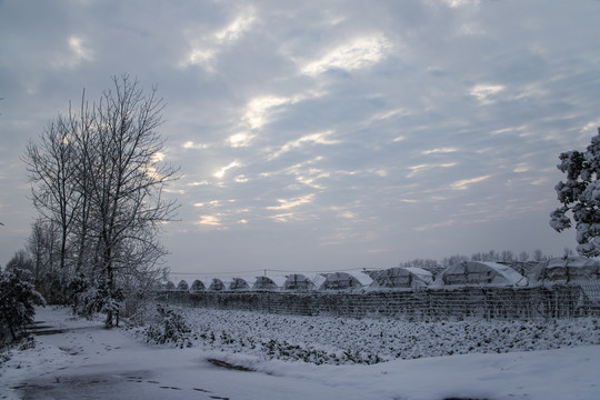 雪地