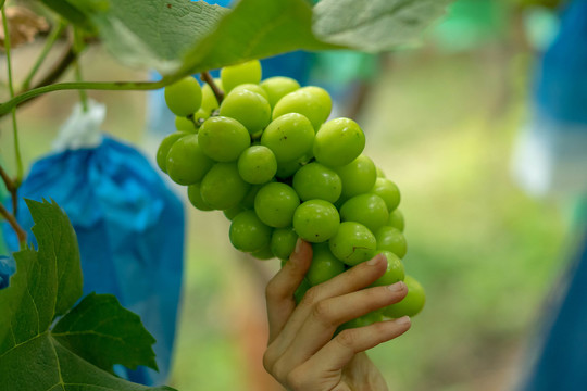 水果阳光玫瑰葡萄