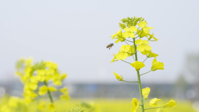 油菜花和小蜜蜂