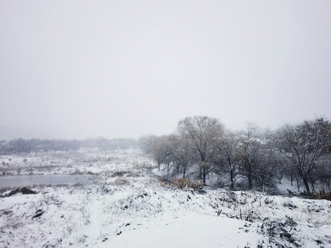 江南春雪