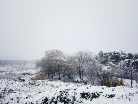 江南春雪