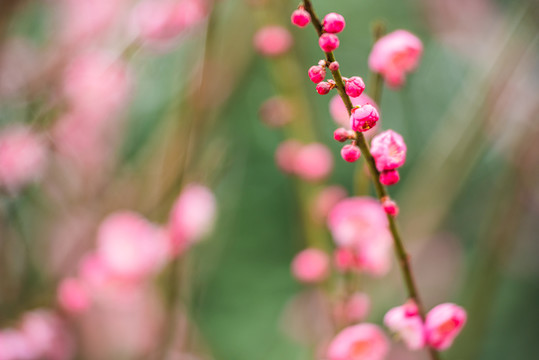 梅花特写