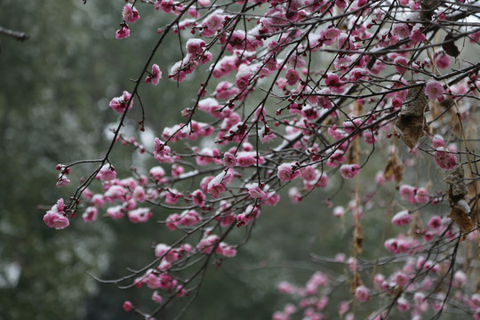 梅花雪