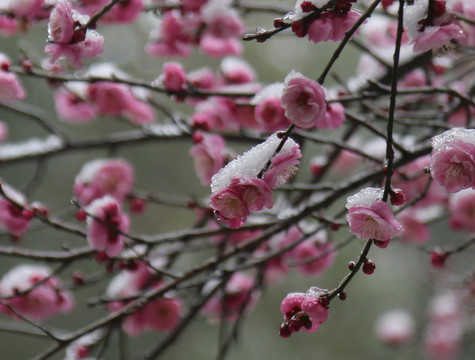 梅花雪