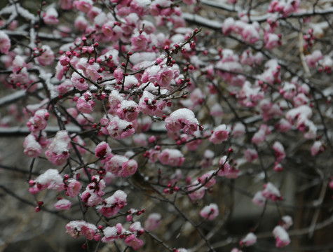 梅花雪