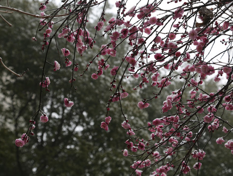 梅花