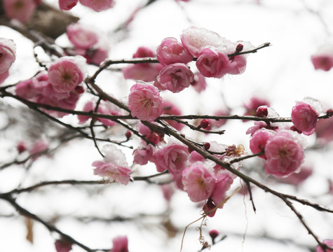 梅花雪