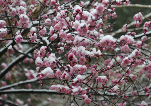 梅花雪