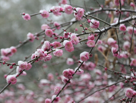 梅花雪