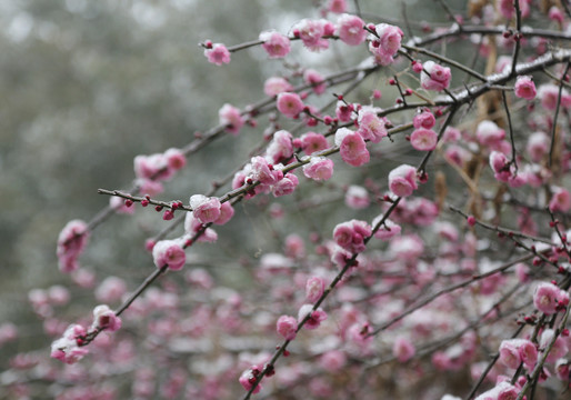 梅花雪