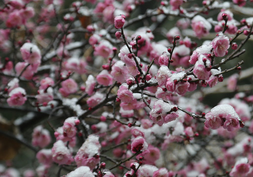 梅花雪