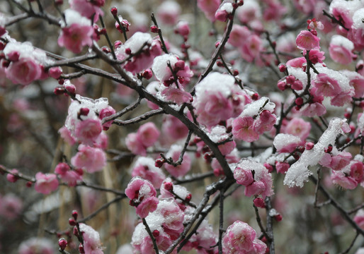 梅花雪