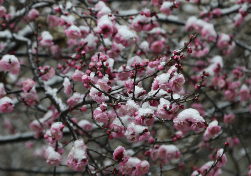 梅花雪