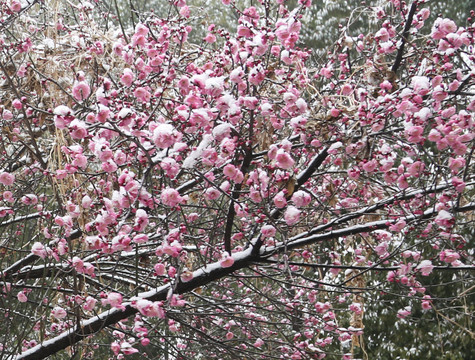 梅花雪