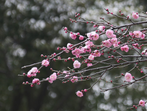 梅花雪