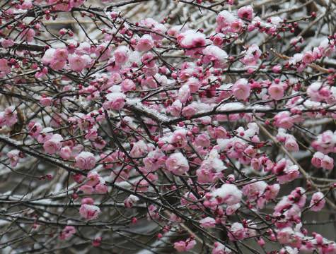 梅花雪