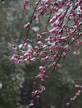 梅花雪