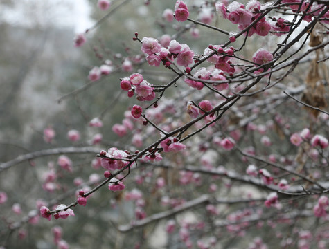 梅花雪