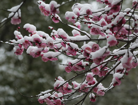 梅花雪