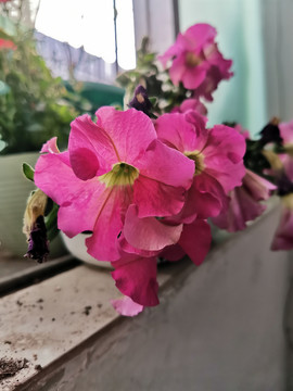 碧冬茄