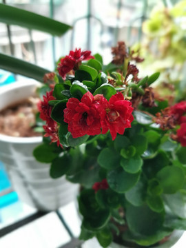 长寿花