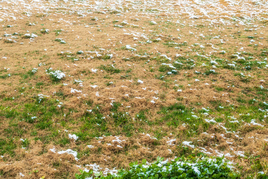 草地积雪