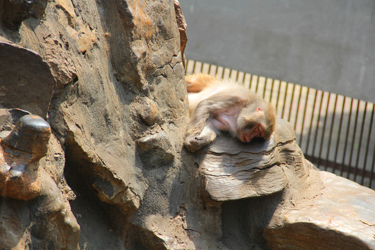 睡觉的猴子