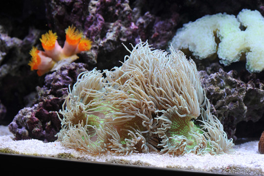 火柴头珊瑚