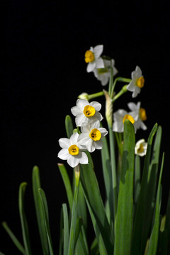 水仙花