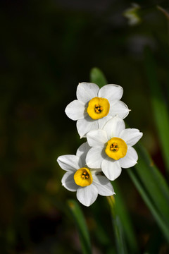 水仙花