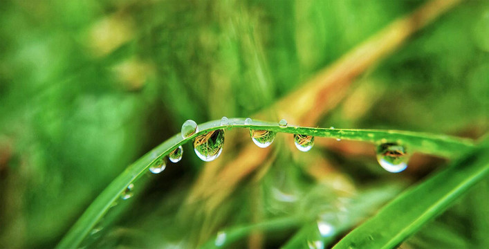 雨露