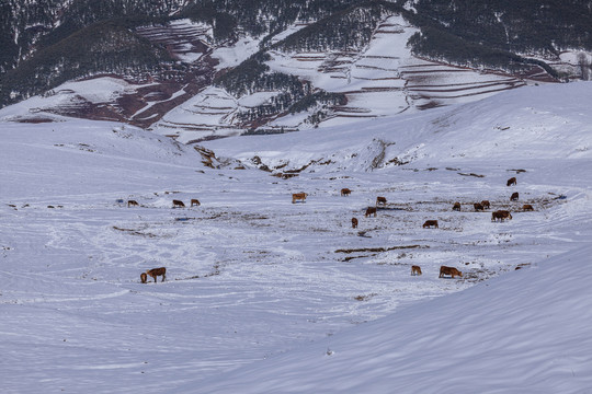 昭通大山包冬季雪山自然风光