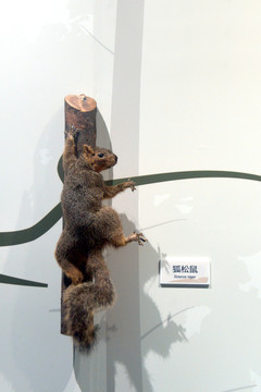 美洲野生动物标本狐松鼠