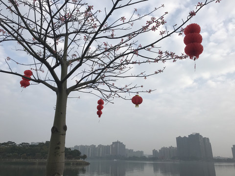 清远北江江心岛木棉花开江景