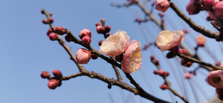 梅花