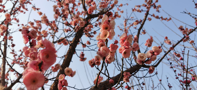 梅花