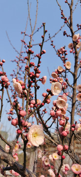 梅花