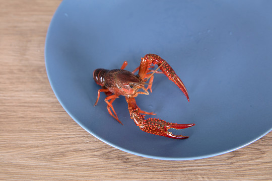 盘子里一个鲜活的小龙虾