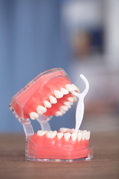 口腔牙齿模型和一个牙线