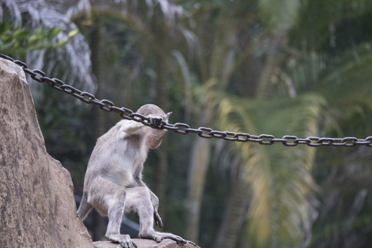 假山铁索上猴子特写