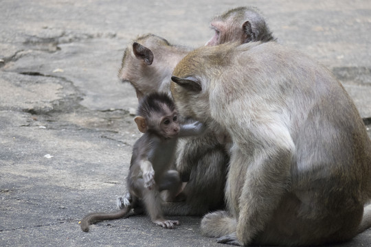 小猴子与母猴互动