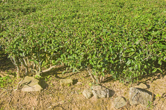 福建茶园茶树