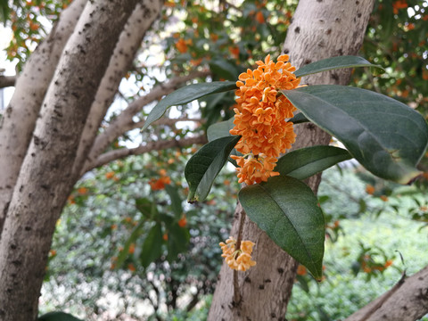 桂花