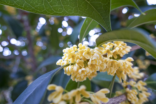 桂花