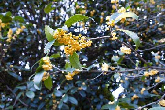 桂花
