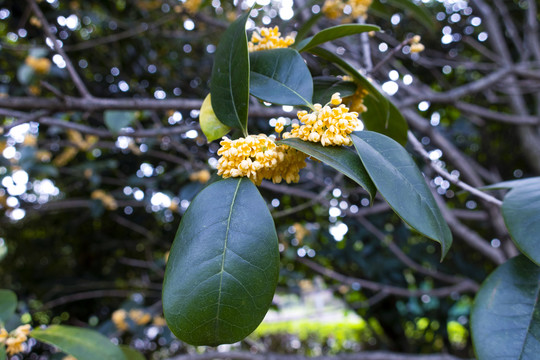 桂花