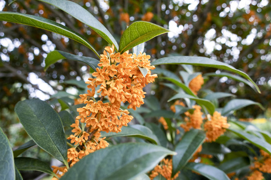 桂花