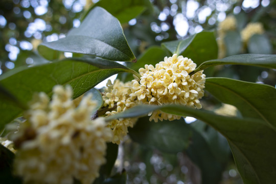 桂花